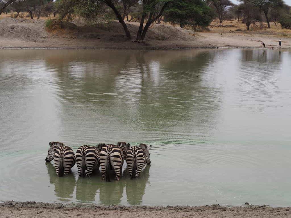 zebra in Tanzania